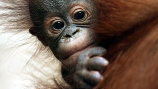 Apes Enjoy Watching You Watching Them